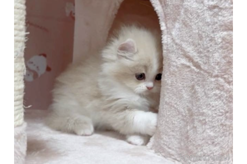 成約済の愛媛県のミヌエット-71142の4枚目